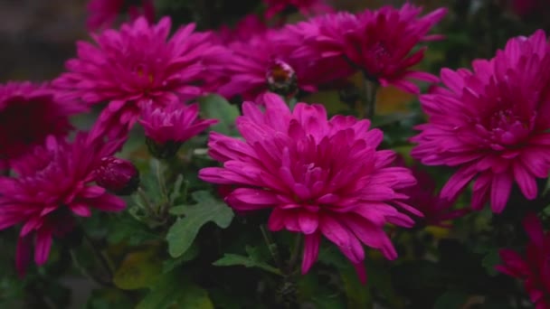 Vackra Ljusa Krysantemum Blommor Mörk Bakgrund Panorama Höstscen Bukett Med — Stockvideo