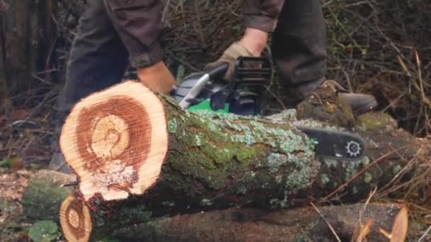 Arbetare Skär Tjock Stam Ett Fallen Träd Med Motorsåg Sågspån — Stockvideo