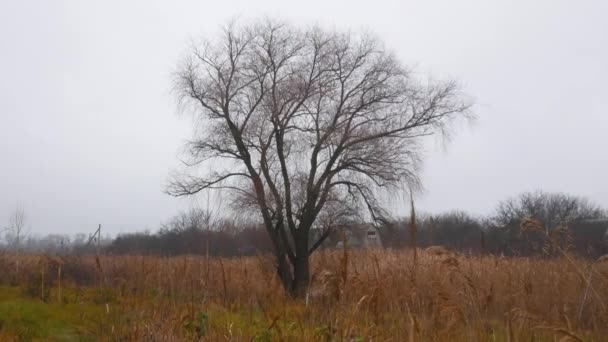 Uma Grande Árvore Solitária Sem Folhas Entre Grama Amarelada Cena — Vídeo de Stock
