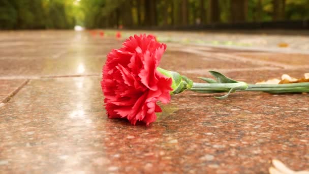 Den Röda Nejlikans Blomma Ligger Graniten Begreppet Sorg Och Minne — Stockvideo