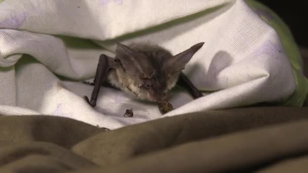 Morcego Pequeno Senta Uma Serapilheira Come Besouro — Vídeo de Stock