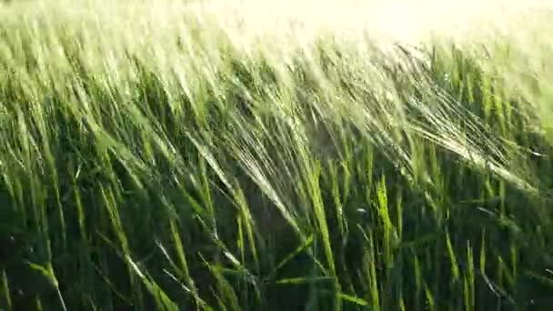 Поле Незрелой Зеленой Пшеницы Уши Кукурузы Раскачиваются Ветру Культивация Злаков — стоковое видео