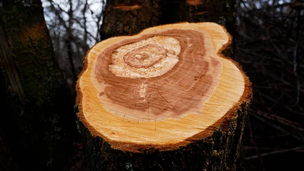 A cut of a felled tree in the forest. The annual growth rings of the tree are visible on the cut. Sanitary felling of trees. Poaching of trees. Harvesting firewood during an energy crisis. Cutting