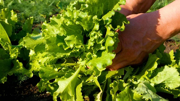 stock image The farmers hands pluck fresh large leaves of green lettuce from the bed, put it in a bouquet. Farmer reviews the quality of grown lettuce leaves