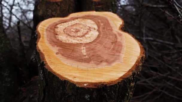 Klippa Ett Fällt Träd Skogen Trädets Årliga Växtringar Syns Snittet — Stockvideo