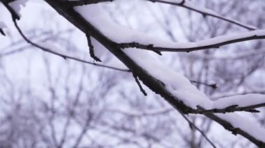 Kar bir ağacın dallarında yatar. Parkta ve ormanda karlı bir kış. Kış havası. Kar fırtınası. Noel havası