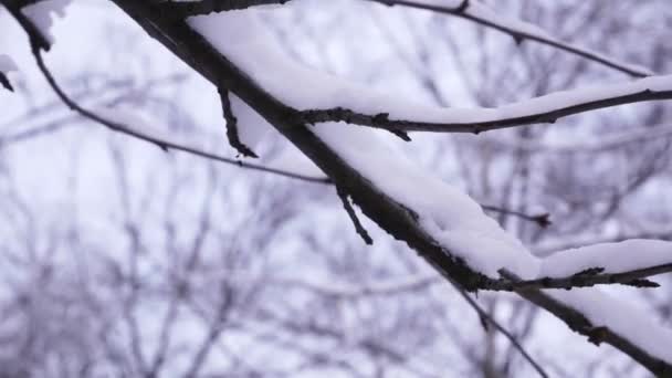 Schnee Liegt Auf Den Ästen Eines Baumes Verschneiter Winter Park — Stockvideo