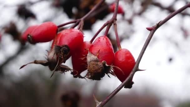 Bunch Red Ripe Rose Hips Drops Dew Background Cloudy Autumn — Stock Video