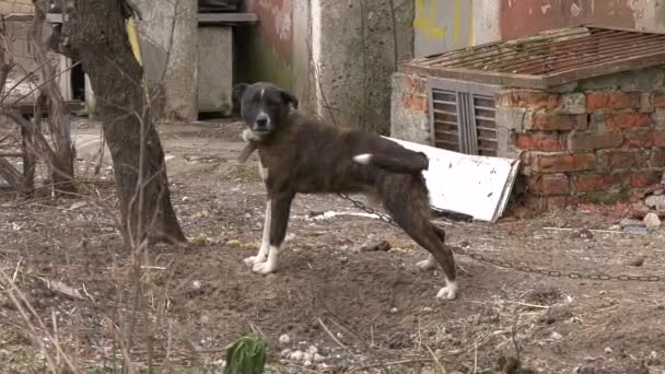 Amarrado Uma Corrente Perto Casa Cão Acena Sua Cauda Olha — Vídeo de Stock