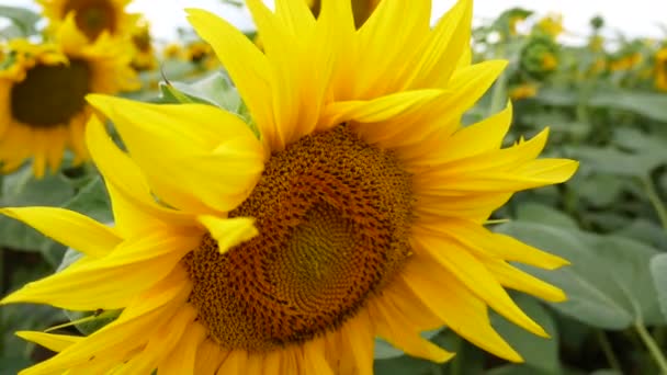 Duży Kwiat Słonecznika Polu Uprawa Słonecznika Uprawa Ekologiczna Uprawa Słonecznika — Wideo stockowe