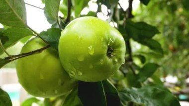 Yazın elma dalına yağmur damlaları damlayan olgun yeşil bir elma. Çevre dostu meyvelerin yetiştirilmesi. Elma topluyorum. Tatlı vitamin meyveli tatlı. Elma topluyorum.