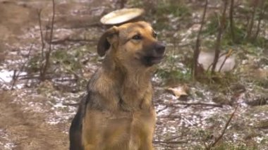 Siyah kulaklı evsiz bir köpek yere oturur, önüne bakar ve havlar. Evsiz hayvanları koruma kavramı. Evsiz hayvanlar. Saldırgan hayvanlar.