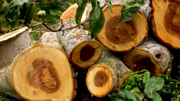 Zemi Leží Mnoho Pokácených Kmenů Stromů Úsecích Pokácených Stromů Jsou — Stock video