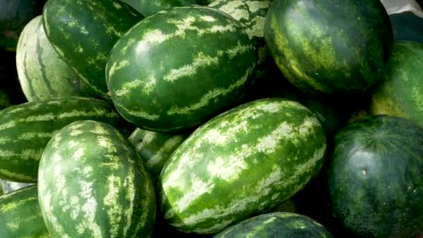 许多成熟的大型条纹西瓜相互交错在一起 西瓜的种植和收获 甜浆果 有机产品 无糖维生素甜食 — 图库视频影像