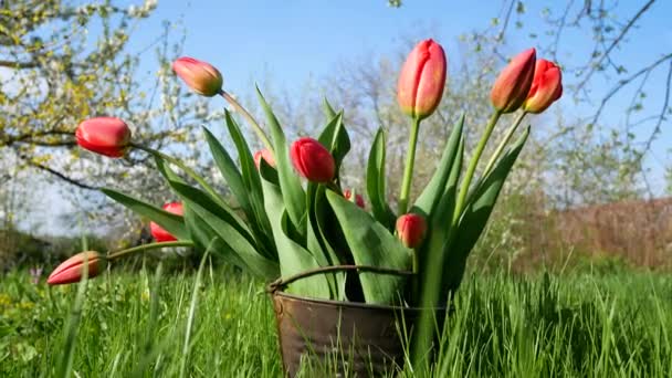 Bahçedeki Eski Bir Kovada Çiçek Açan Kırmızı Laleler Yüksek Kalite — Stok video