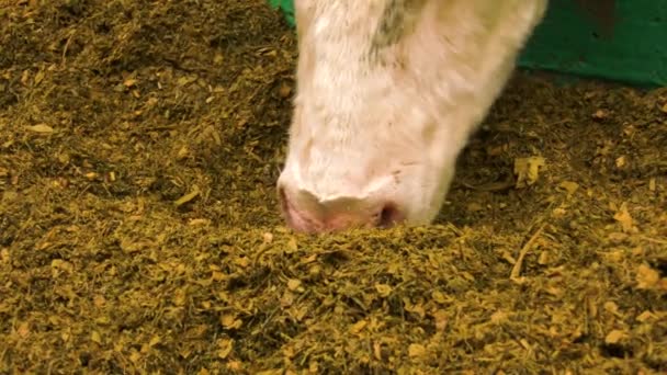 Cow Eats Hay Outdoor Barn Summer Day Brown Cows Stand — Stockvideo