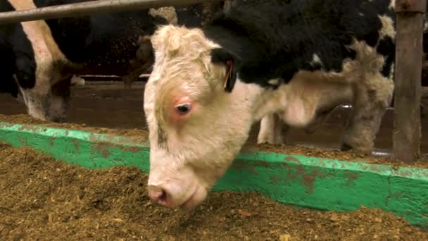 Black White Holstein Cow Chews Hay Silage Cattle Pen Farm — Vídeo de stock