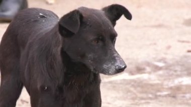 Siyah bir sokak köpeği sokakta durur ve etrafına bakar. Sokaktaki evsiz hayvanları koruma fikri.