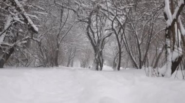 Karda ağaçlar, kışın karlı bir park. Kar yağıyor