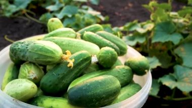 Lots of freshly picked cucumbers in a bucket on the bed. In the background is a bed with growing cucumbers, green leaves of a cucumber plant. Harvesting vegetables, cucumbers in the summer. Growing