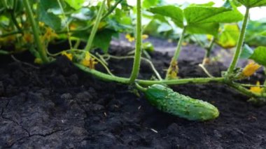 A small young green cucumber lies on the ground on a cucumber stalk. Growing cucumbers in the open ground on the bed. Cultivation and harvesting of cucumbers and vegetables. Fresh vegetables for the