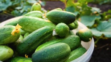 Lots of ripe fresh large freshly picked cucumbers in a bucket in the bed. In the background are cucumber stems with flowers on the ground. Cultivation and harvesting of cucumbers. Vitamin dinner from