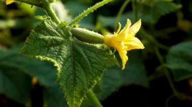 A flower and a knotted small cucumber on a stem with a green leaf in the rays of the setting sun. Growing cucumbers in the open ground in the garden