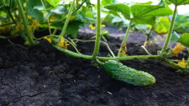 小さな若い緑のキュウリがキュウリの茎の上に地面にあります ベッドの上のオープングラウンドでキュウリを栽培しています キュウリや野菜の栽培と収穫 新鮮な野菜のための — ストック動画