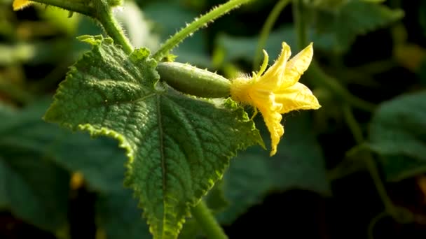 Flower Knotted Small Cucumber Stem Green Leaf Rays Setting Sun — Vídeo de Stock