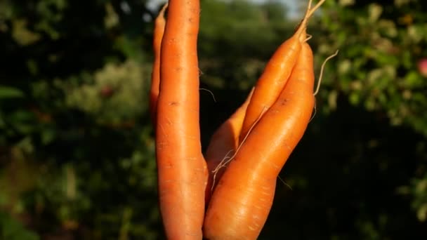Несколько Свежесобранных Овощей Корня Моркови Руке Заднем Плане Зелень Сада — стоковое видео