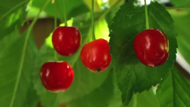 Ώριμα Κόκκινα Γλυκά Φρέσκα Μούρα Κρέμονται Ένα Κλαδί Στον Κήπο — Αρχείο Βίντεο