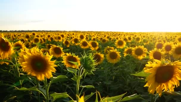 Field Flowering Sunflowers Large Yellow Flowers Blue Sky Symbol Ukraine — Stockvideo
