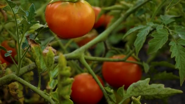 開いた地面のベッドの枝に赤いジューシーなトマトを熟す トマトの栽培 夏に野菜やトマトを収穫します 農業における野菜の栽培 上から下へのパノラマ — ストック動画