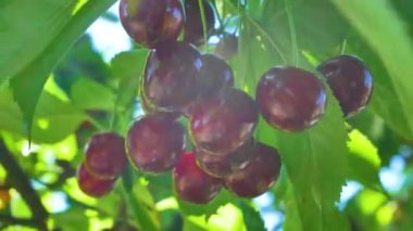 Ripe juicy red cherries hang on a branch of a cherry tree in the summer. The rays of the sun shine through the foliage. Cultivation of environmentally friendly berries. Sweet vitamin dessert