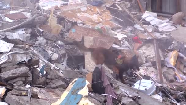 Seekor Anjing Penyelamat Berjalan Melalui Reruntuhan Rumah Yang Terkena Rudal — Stok Video