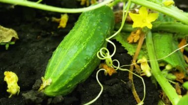 A large ripe green cucumber lies on the black ground among the leaves in the bed. Nearby are the green leaves and yellow flowers of the cucumber plant. Cultivation of fresh organic vegetables