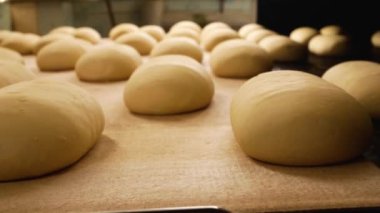 Bread production at the bakery. Dough cakes travel along the conveyor belt to the oven