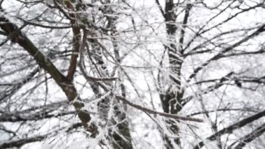 Trees in the snow. Winter. Panorama