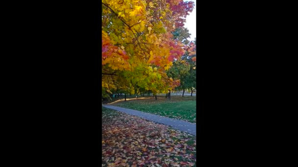 Golden Autumn Park Tree Yellow Leaves Path Fallen Leaves Green — Stok Video
