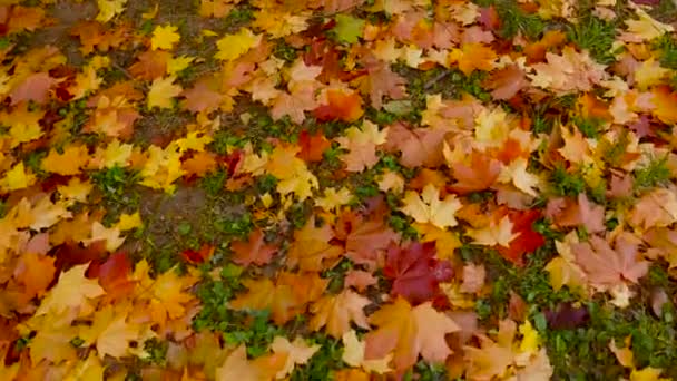 Κίτρινα Και Κόκκινα Φύλλα Στο Πράσινο Γρασίδι Μετακίνηση Της Κάμερας — Αρχείο Βίντεο