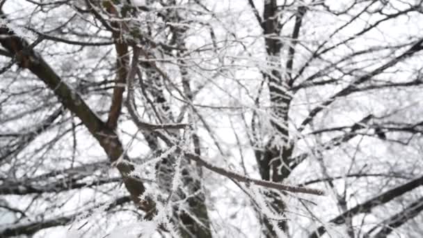 Trees Snow Winter Panorama — Vídeos de Stock