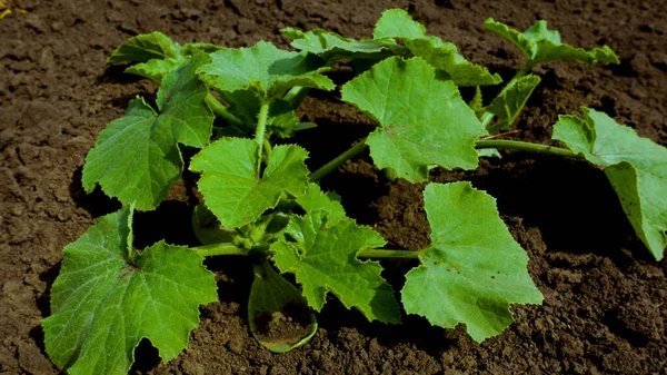 A young green zucchini bush on the ground. Growing vegetables in the open ground. Plants in spring
