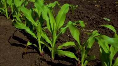 Young green corn plants in a field in the spring. Agriculture. Cultivation of cereals, corn
