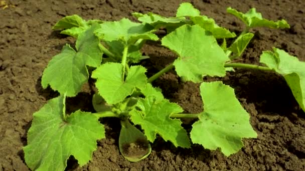 地面に若い緑のズッキーニの茂み オープングラウンドで野菜を栽培 春に植物 — ストック動画