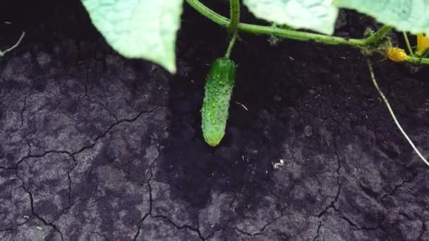 Small Ripe Green Cucumber Stem Bed Open Ground Soil Leaves — Vídeo de Stock