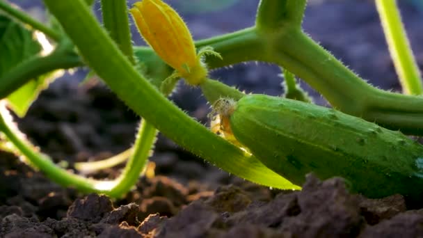 Ripe Green Cucumber Lies Bed Stem Leaves Flowers Cucumber Bush — Stockvideo
