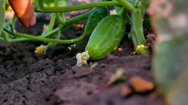 Unrecognizable Hand Farmer Pushes Back Leaf Finds Ripe Angry Cucumber — Vídeo de Stock