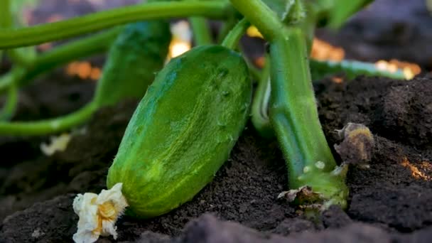 熟した大きな緑のキュウリがベッドの上にあります オープングラウンドで野菜を栽培 夏にキュウリを摘む ビタミン野菜をテーブルに 健康的な食事 — ストック動画