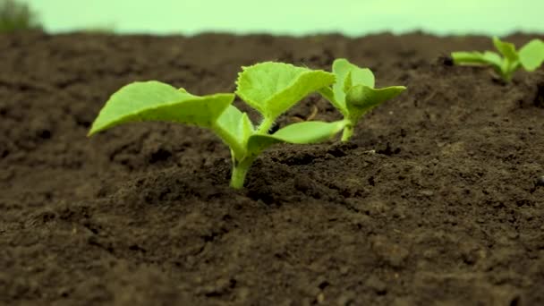 Green Young Sprout Plant Ground Close Background Number Other Sprouts — Vídeo de Stock
