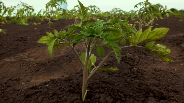 Young Green Small Tomato Bush Freshly Planted Tomato Seedling Open — Wideo stockowe